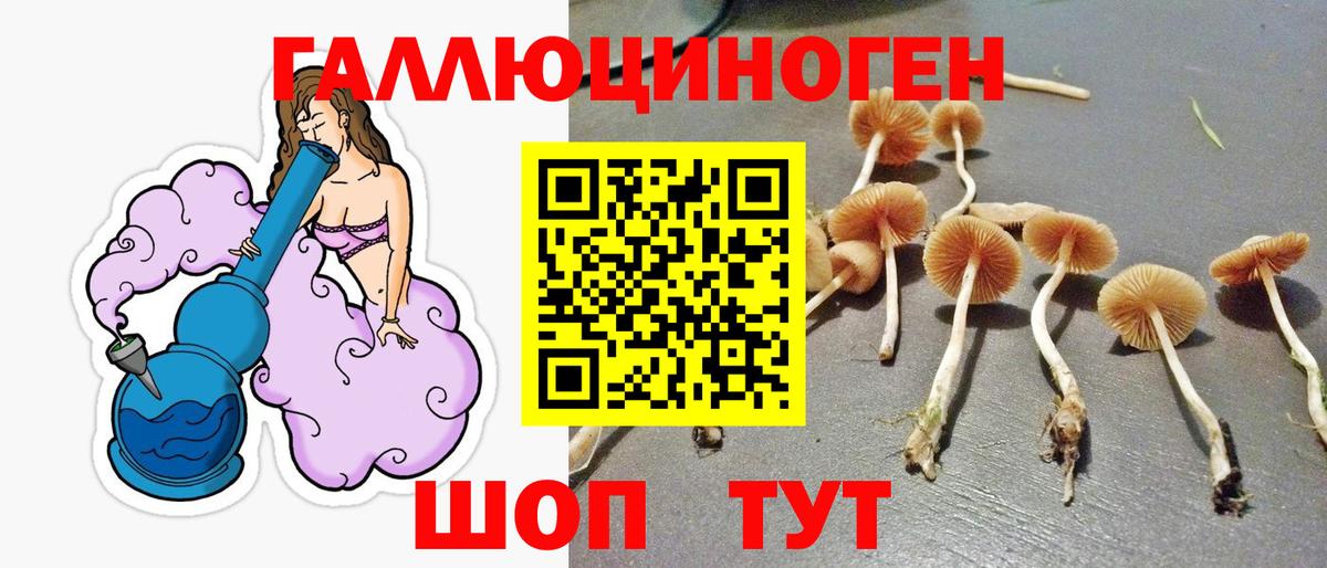 Шали  Псилоцибиновые грибы ЛСД  Вход с VPN  Псилоцибиновые грибы Psilocybe 